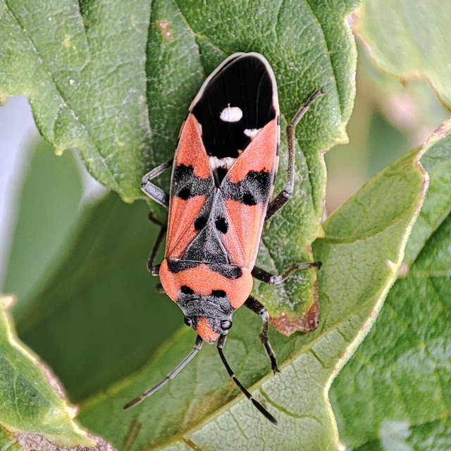 Lygaeus equestris/simulans