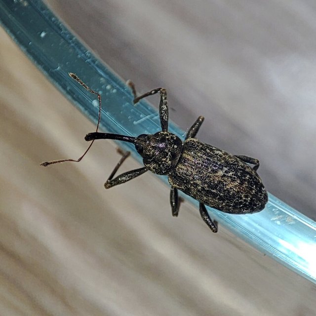 Dorytomus longimanus - kétalakú hangormányos
