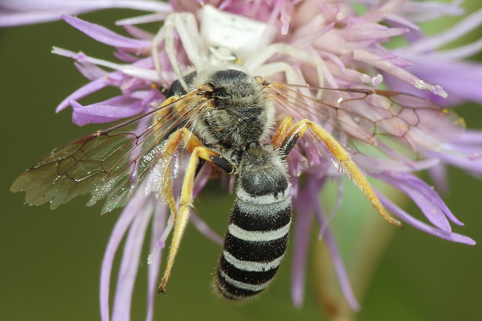 Halictus sexcinctus