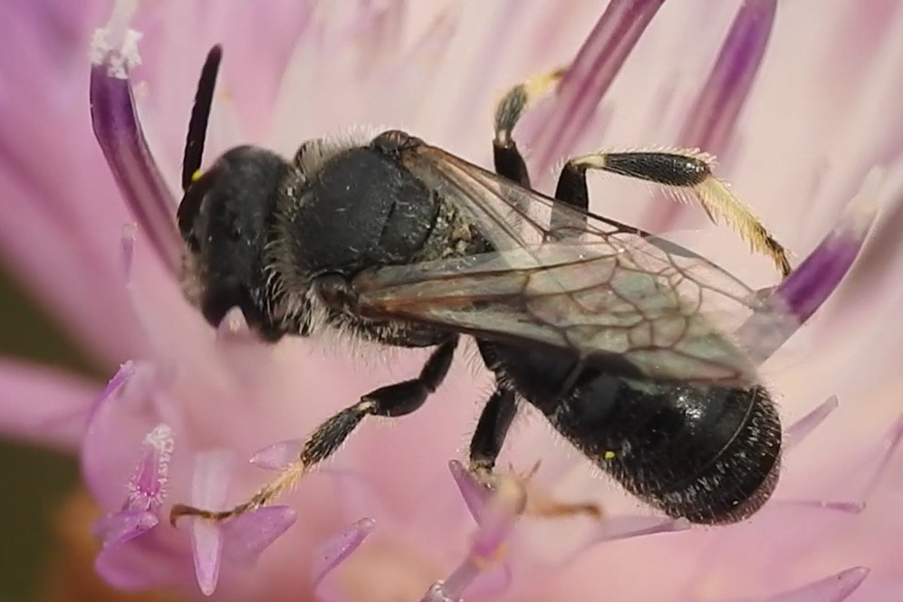 Lasioglossum leucozonium