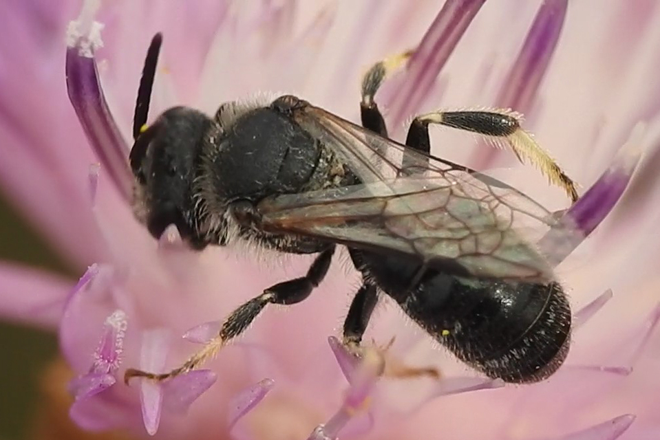 Lasioglossum leucozonium