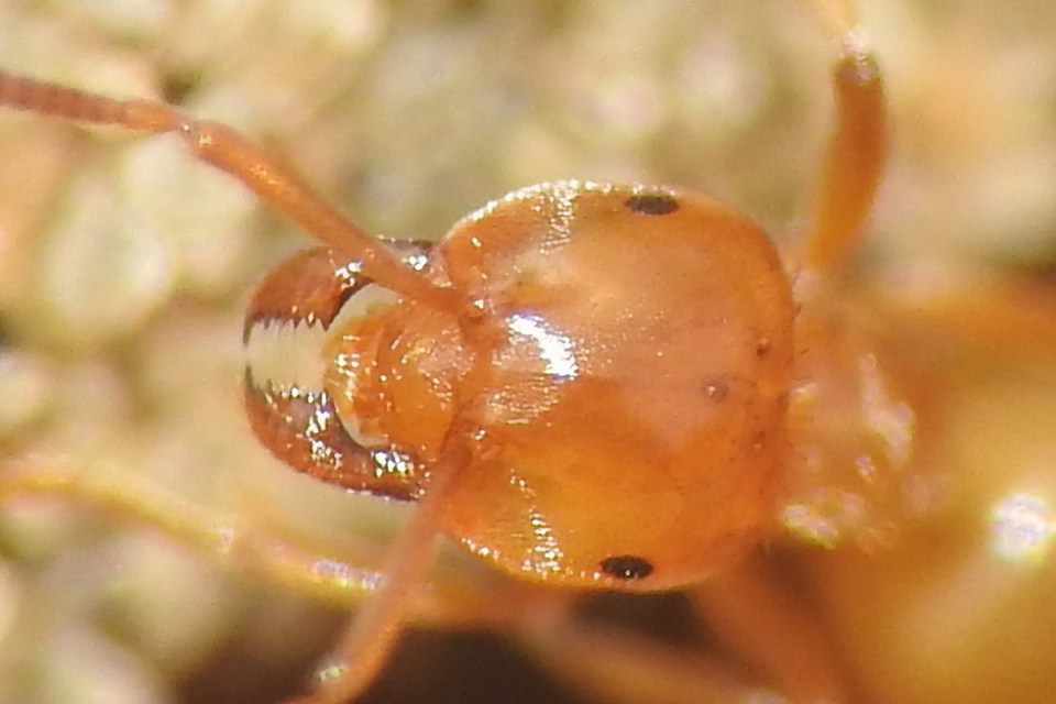 Lasius carniolicus - keleti borostyánhangya