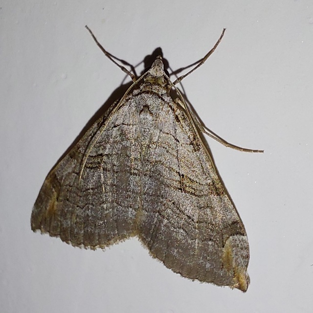 Aplocera plagiata - szürke csíkosaraszoló