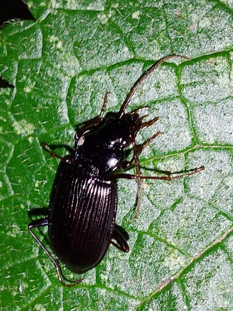 Nebria brevicollis - rövidnyakú partfutó