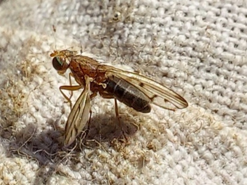 Opomyzidae - földilégyfélék