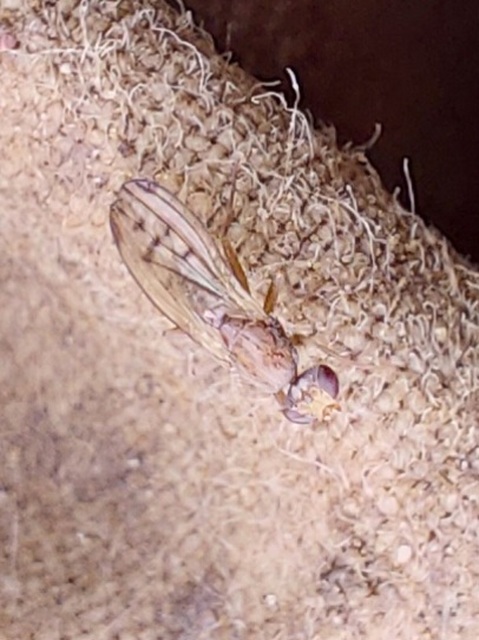 Opomyzidae - földilégyfélék