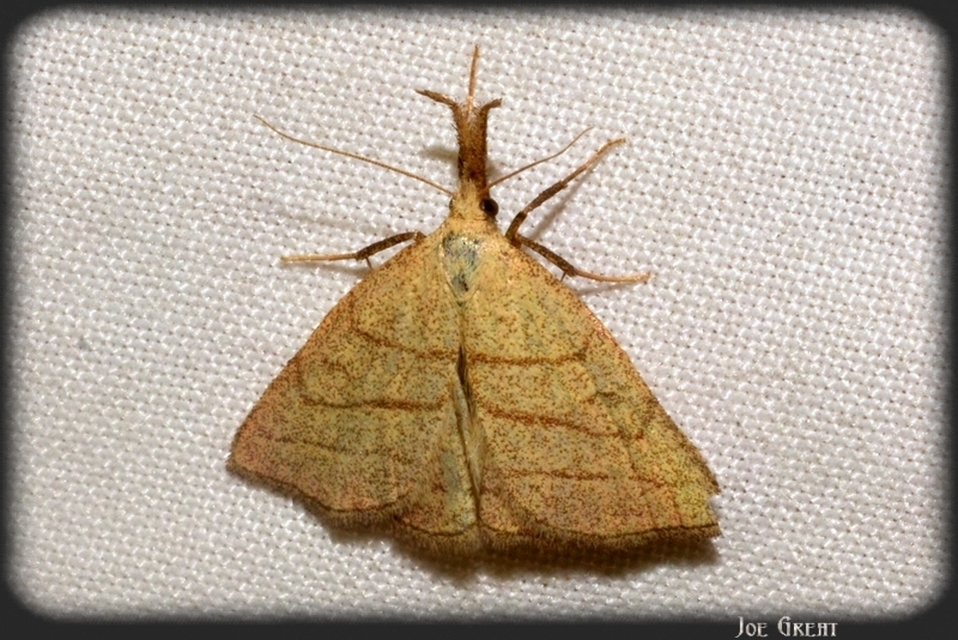 Polypogon tentacularia - sötétaljú karcsúbagoly