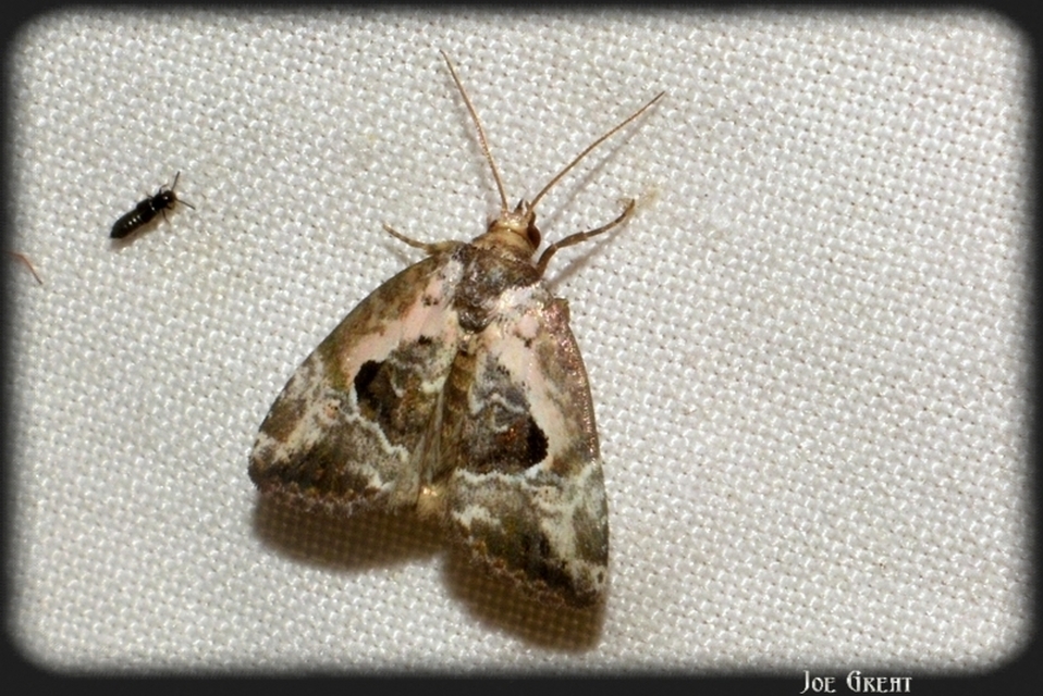 Hapalotis venustula - rózsaszínű mázasbagoly