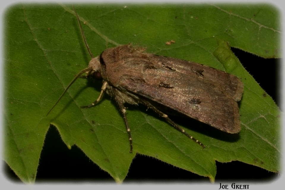 Agrotis exclamationis - felkiáltójeles földibagoly
