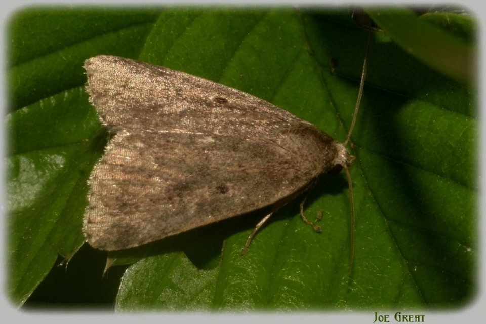 Athetis