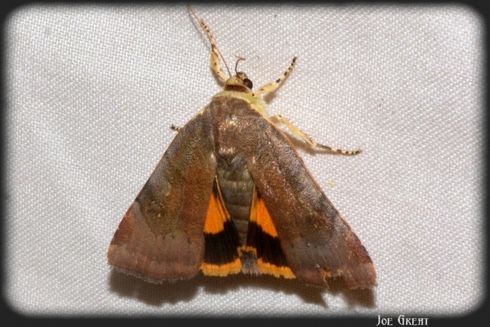 Noctua janthe/janthina