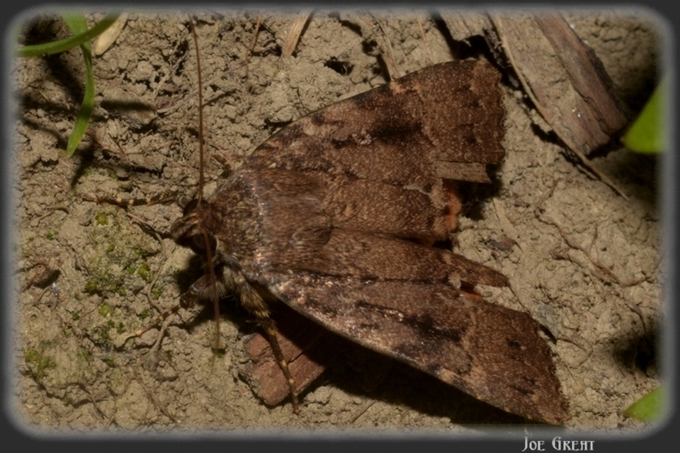 Amphipyra berbera/pyramidea