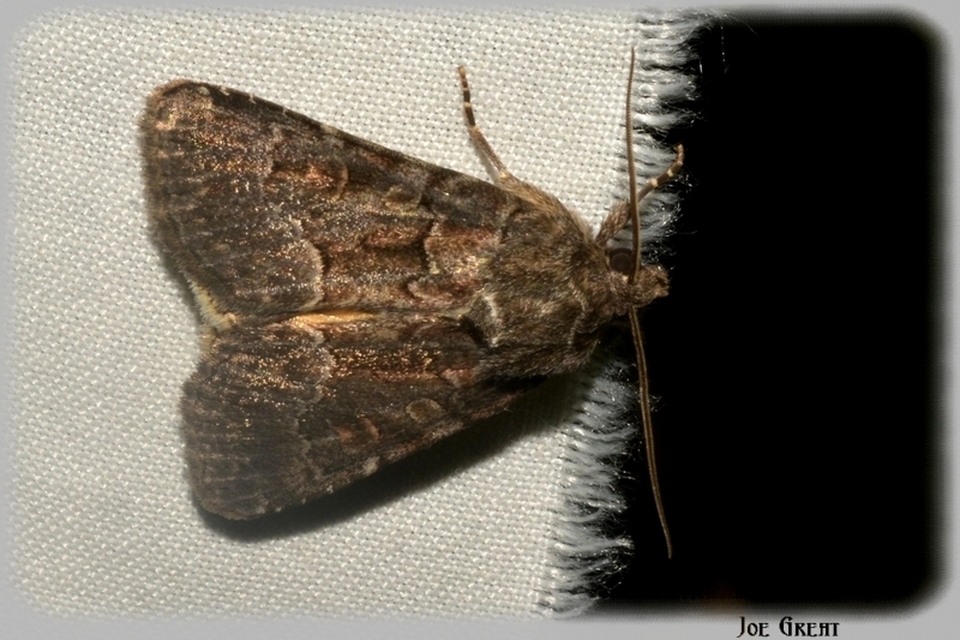 Thalpophila matura - fakó erdeibagoly