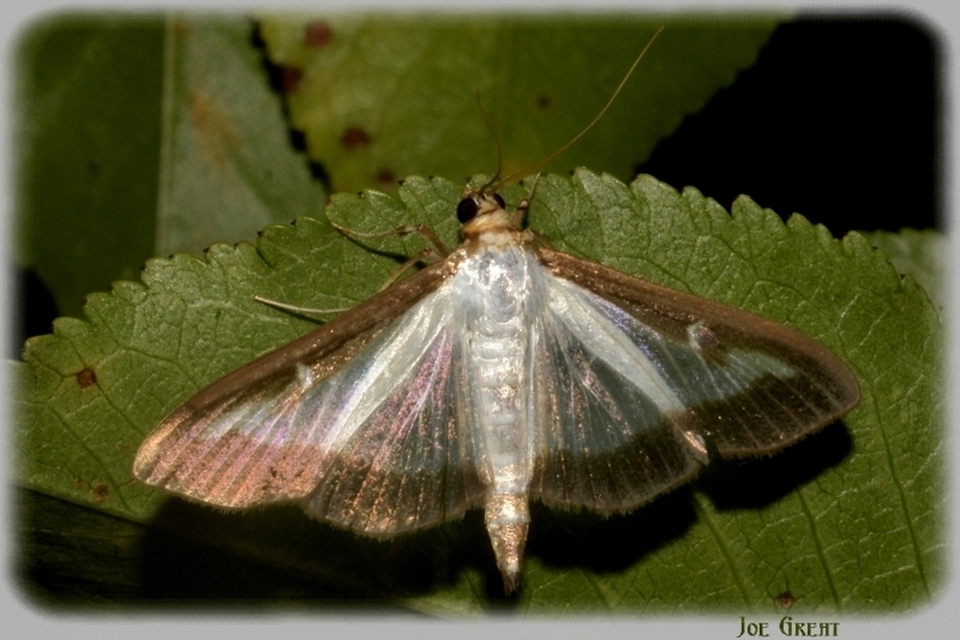 Cydalima perspectalis - puszpáng-tűzmoly