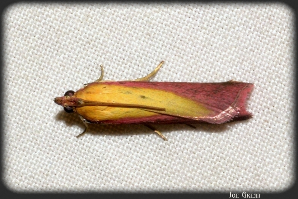 Oncocera semirubella - lucernamoly
