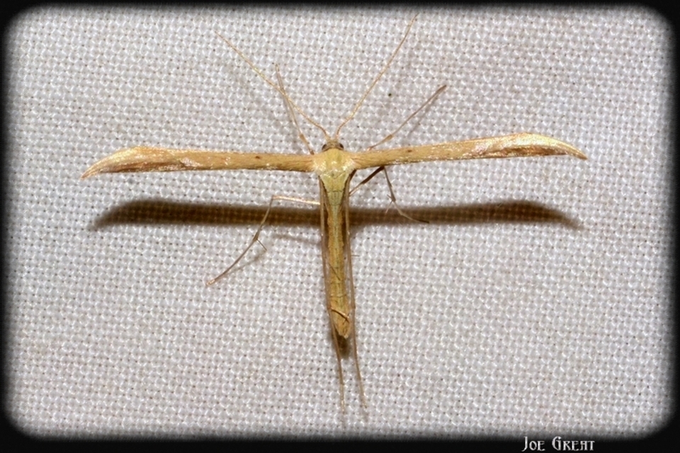 Pterophoridae - tollasmolyfélék