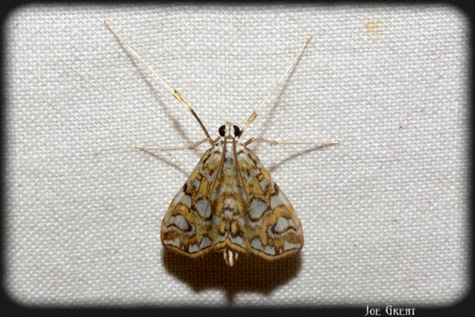 Elophila nymphaeata - tarka vízimoly