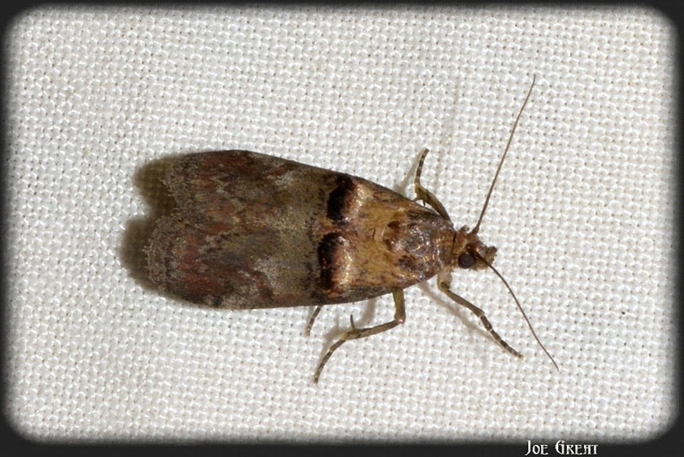 Trachonitis cristella - bokorrágó karcsúmoly