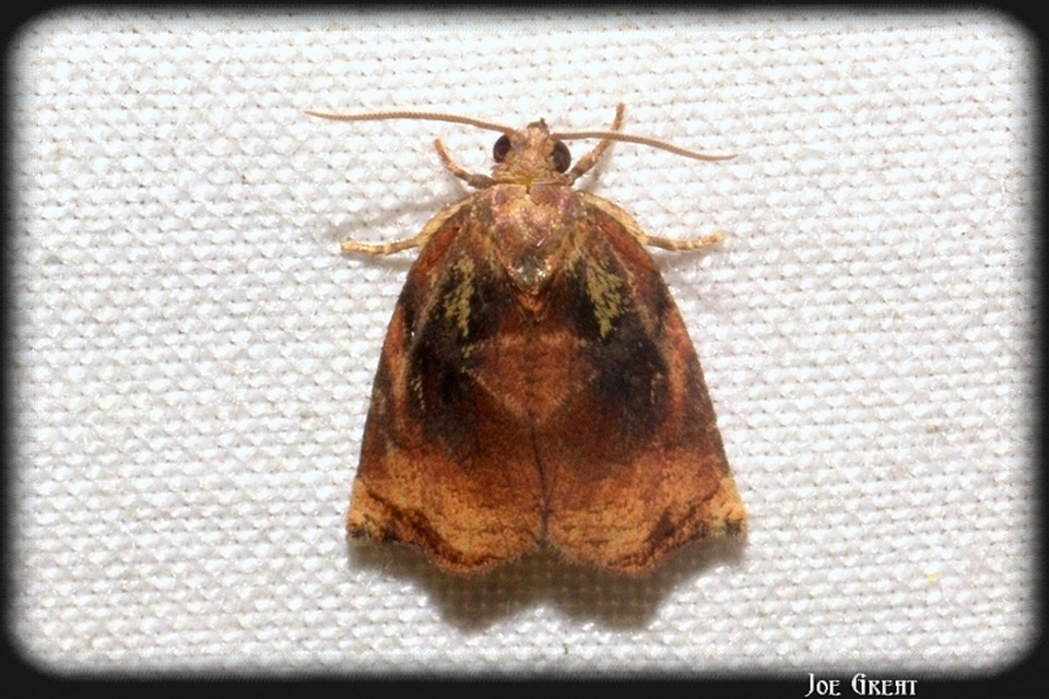 Archips podana - dudvarágó sodrómoly
