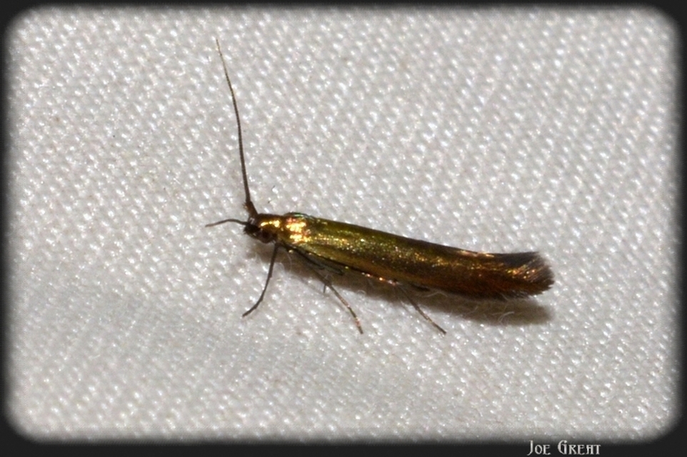Coleophora