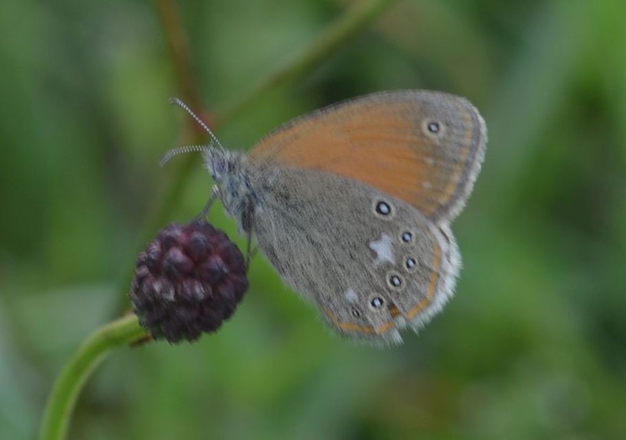 Coenonympha glycerion - közönséges szénalepke