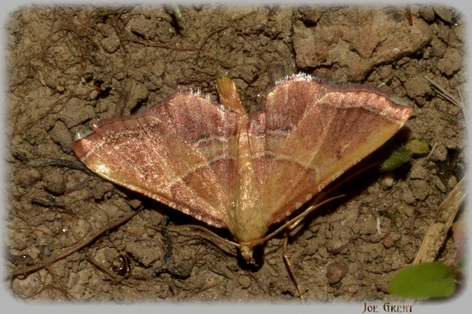Endotricha flammealis - tüzesszárnyú fényilonca