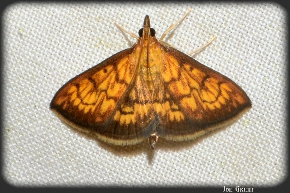 Ecpyrrhorrhoe rubiginalis - rozsdavörös tűzmoly