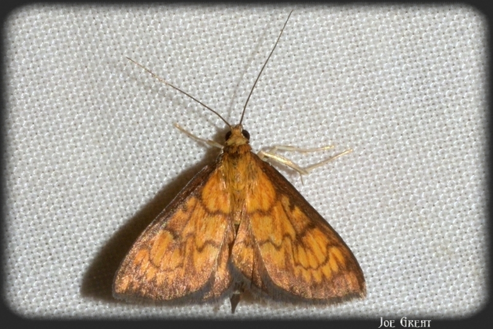 Ecpyrrhorrhoe rubiginalis - rozsdavörös tűzmoly