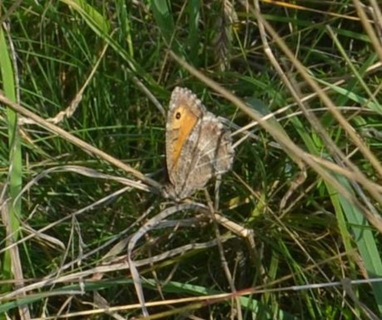Arethusana arethusa - közönséges szemeslepke
