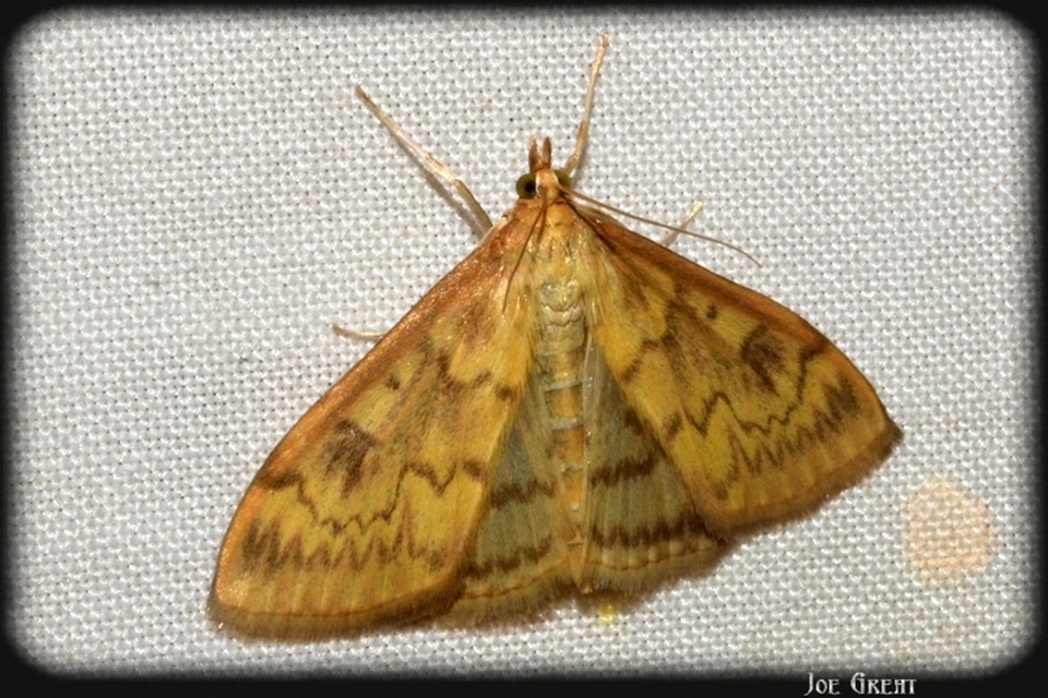 Ostrinia nubilalis - kukoricamoly
