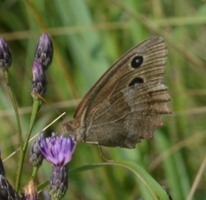 Minois dryas - fekete szemeslepke