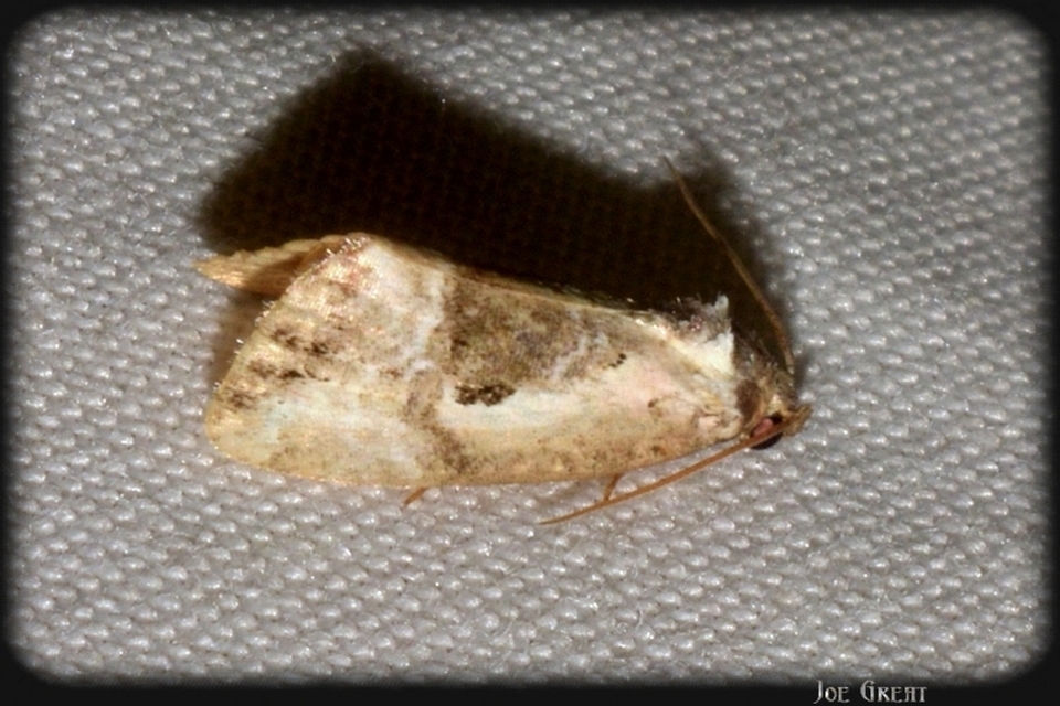 Hapalotis venustula - rózsaszínű mázasbagoly