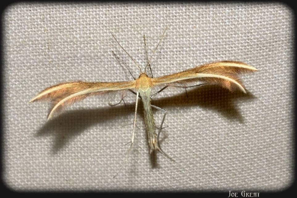 Pterophoridae - tollasmolyfélék