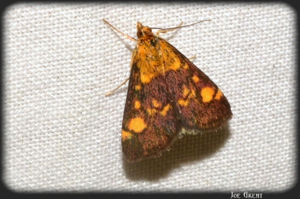 Pyrausta