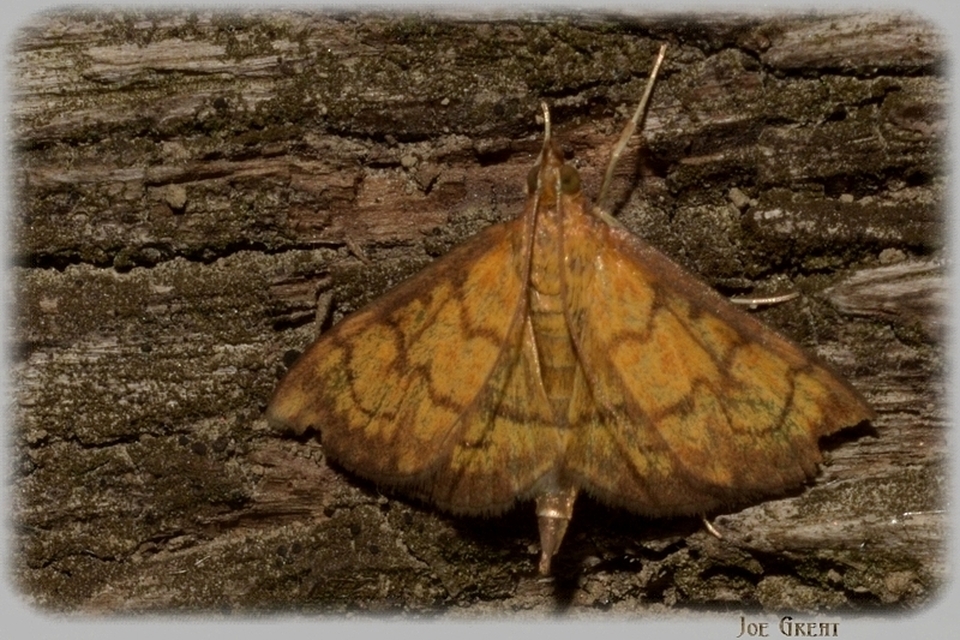 Ecpyrrhorrhoe rubiginalis - rozsdavörös tűzmoly