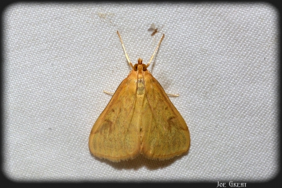 Ostrinia nubilalis - kukoricamoly