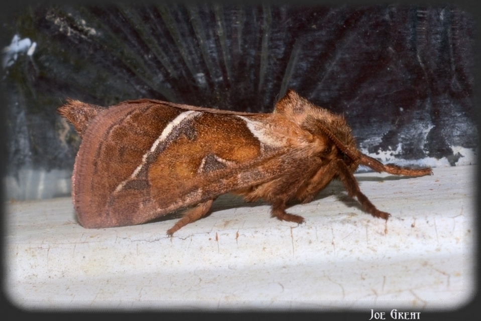 Triodia sylvina - kis gyökérrágólepke