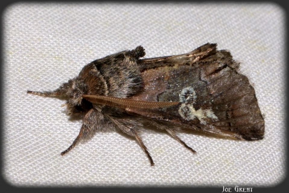 Diloba caeruleocephala - őszi kékesbagoly