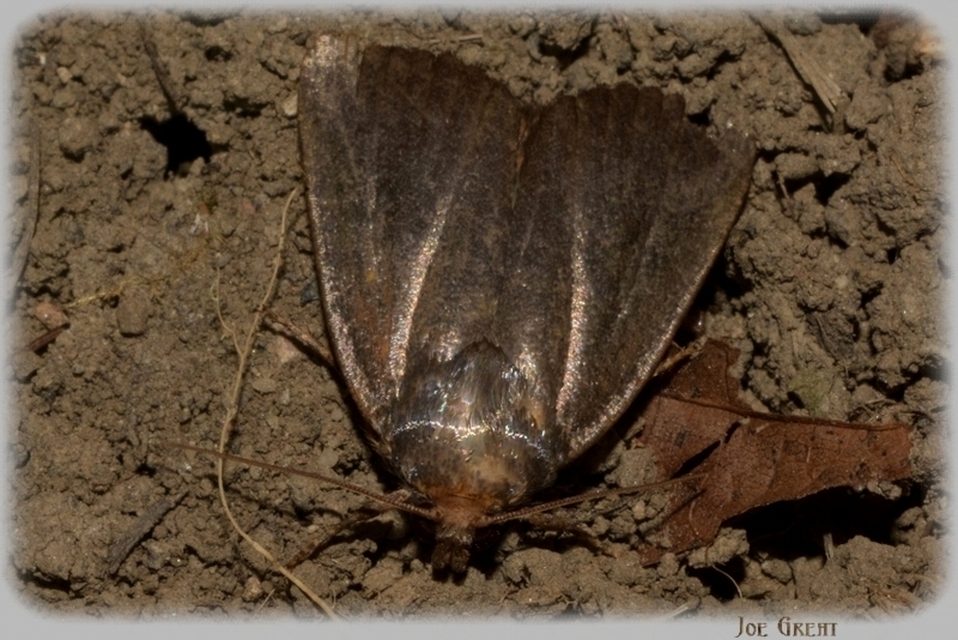 Amphipyra livida - zsírfényű bagoly