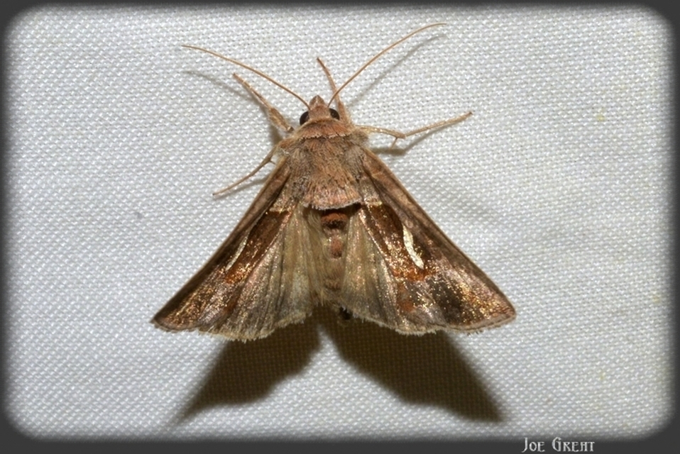 Macdunnoughia confusa - cseppfoltos ezüstbagoly