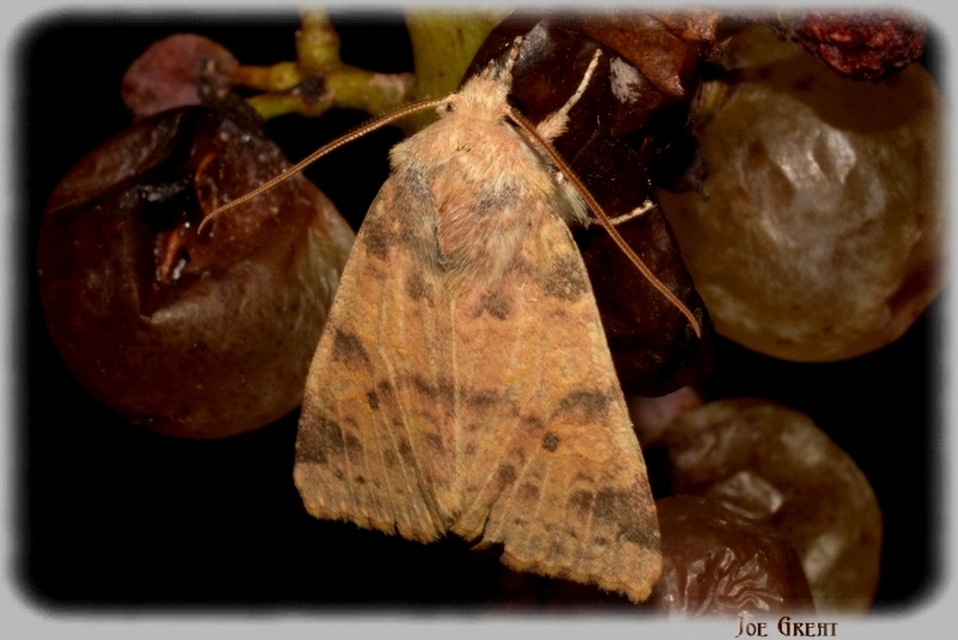 Cirrhia ocellaris - fakó sárgabagoly