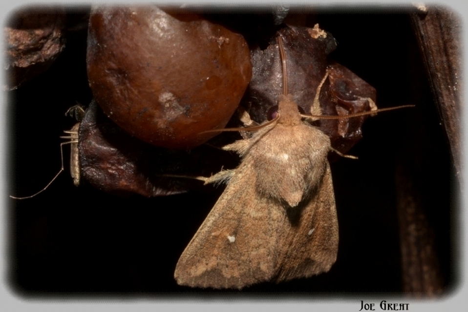 Mythimna albipuncta - fehérpettyes rétibagoly
