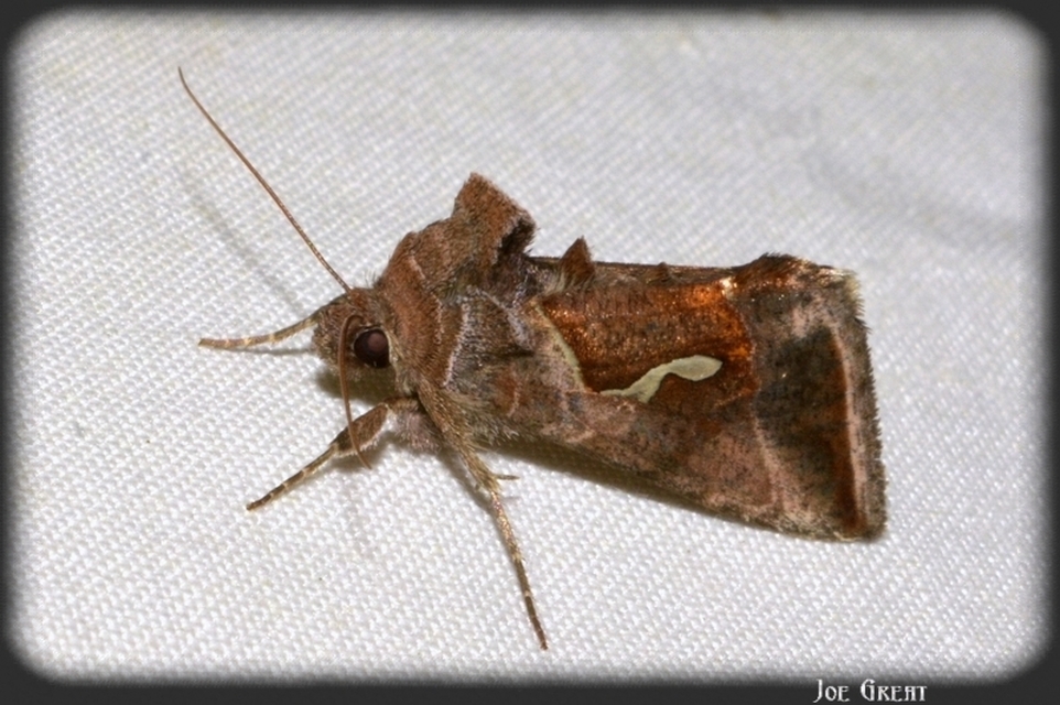 Macdunnoughia confusa - cseppfoltos ezüstbagoly