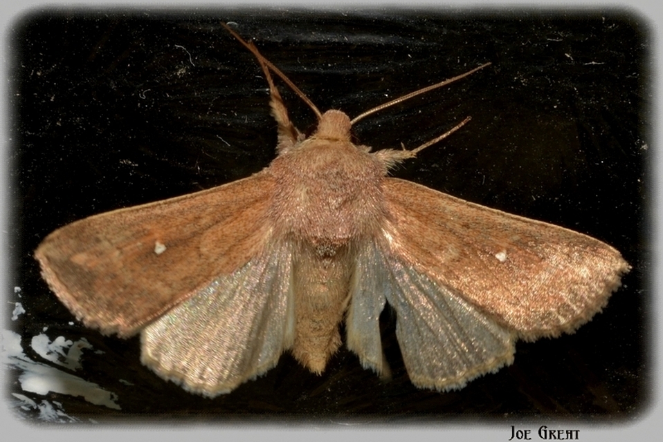Mythimna albipuncta - fehérpettyes rétibagoly