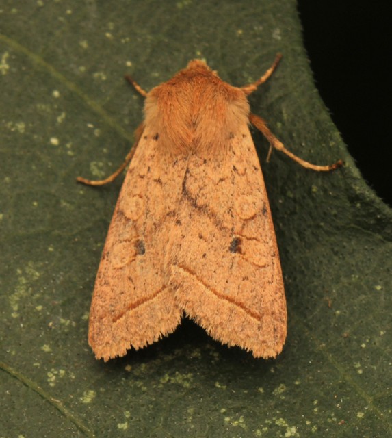 Leptologia macilenta - gyertyán-őszibagoly