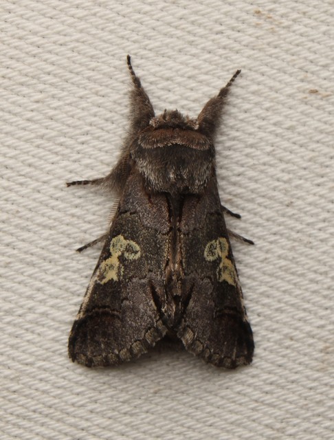 Diloba caeruleocephala - őszi kékesbagoly