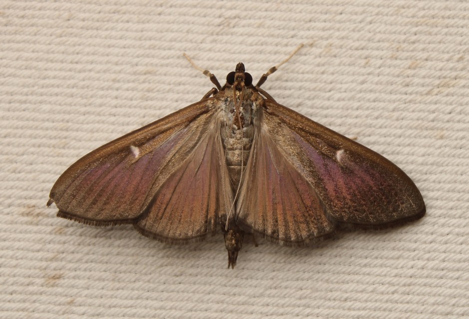 Cydalima perspectalis - puszpáng-tűzmoly