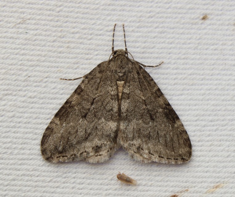 Epirrita christyi/dilutata