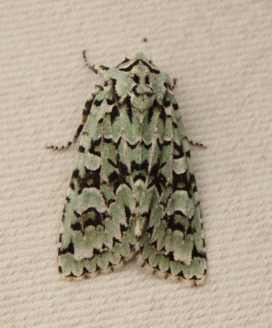 Griposia aprilina - őszi zöldbagoly