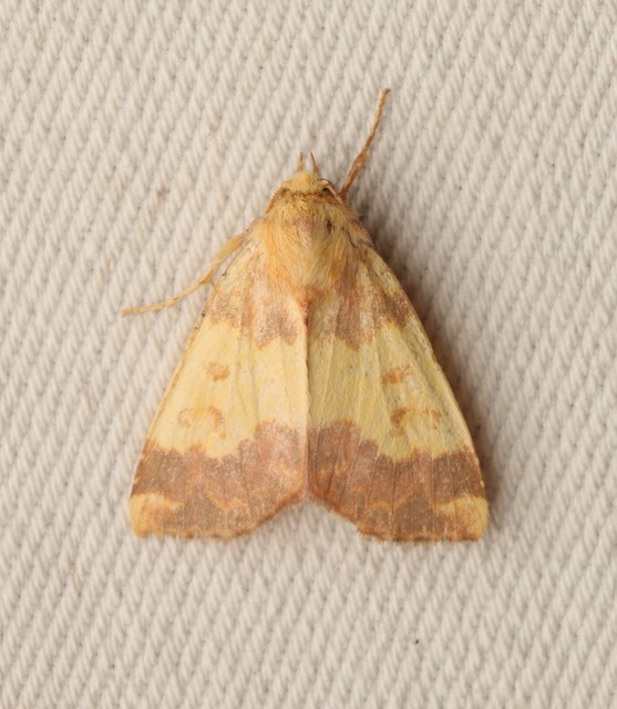 Tiliacea aurago - aranyló sárgabagoly